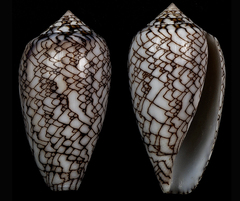Conus archiepiscopus