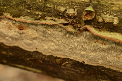 Dentocorticium portoricense