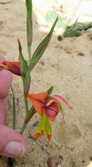 Gladiolus speciosus
