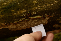 Dentocorticium portoricense