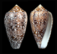Conus archiepiscopus