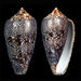 Conus archiepiscopus - Photo (c) Fabrice Prugnaud, some rights reserved (CC BY-NC), uploaded by Fabrice Prugnaud
