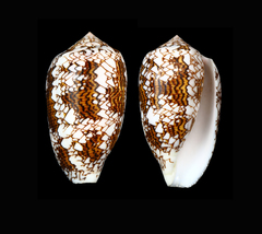 Conus archiepiscopus