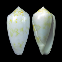 Conus archiepiscopus