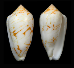 Conus archiepiscopus