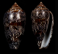 Conus archiepiscopus