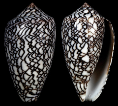 Conus archiepiscopus