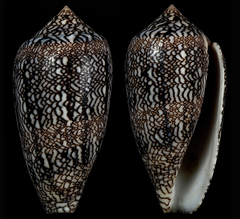 Conus archiepiscopus