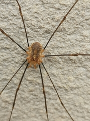 Opilio canestrinii