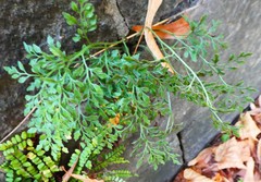 Asplenium ruta-muraria