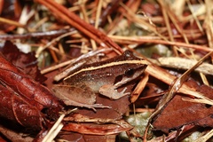 Limnonectes paramacrodon