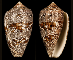Conus archiepiscopus