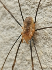Opilio canestrinii