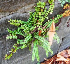Asplenium trichomanes