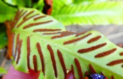 Asplenium scolopendrium