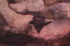 Coleura afra