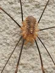Opilio canestrinii