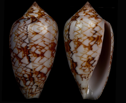 Conus archiepiscopus