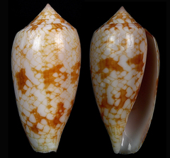 Conus archiepiscopus