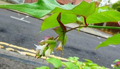 Leycesteria formosa