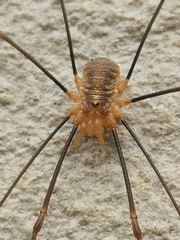 Opilio canestrinii