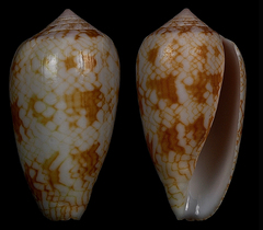 Conus archiepiscopus