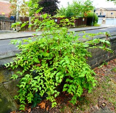 Leycesteria formosa