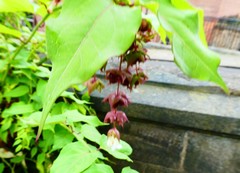 Leycesteria formosa