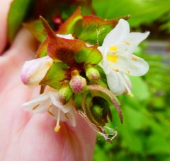Leycesteria formosa