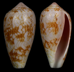Conus archiepiscopus