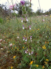 Salvia viridis