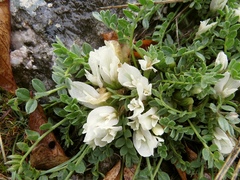 Astragalus lacteus