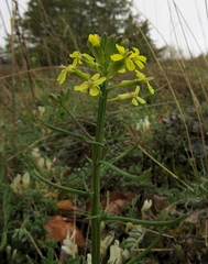 Erysimum diffusum