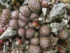 Sempervivum ciliosum