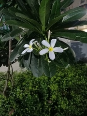Plumeria obtusa