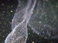 Collozoum