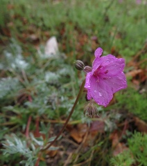 Erodium elatum
