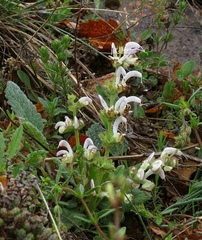 Salvia argentea