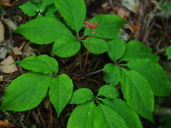 Panax ginseng