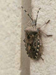 Rhaphigaster nebulosa