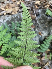 Myriopteris alabamensis image