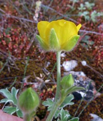 Ranunculus psilostachys