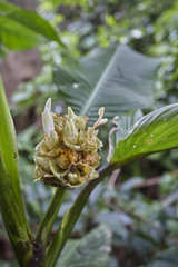 Goeppertia macrosepala