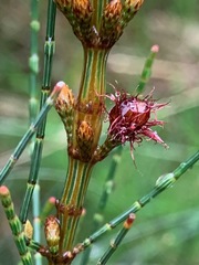 Allocasuarina paludosa