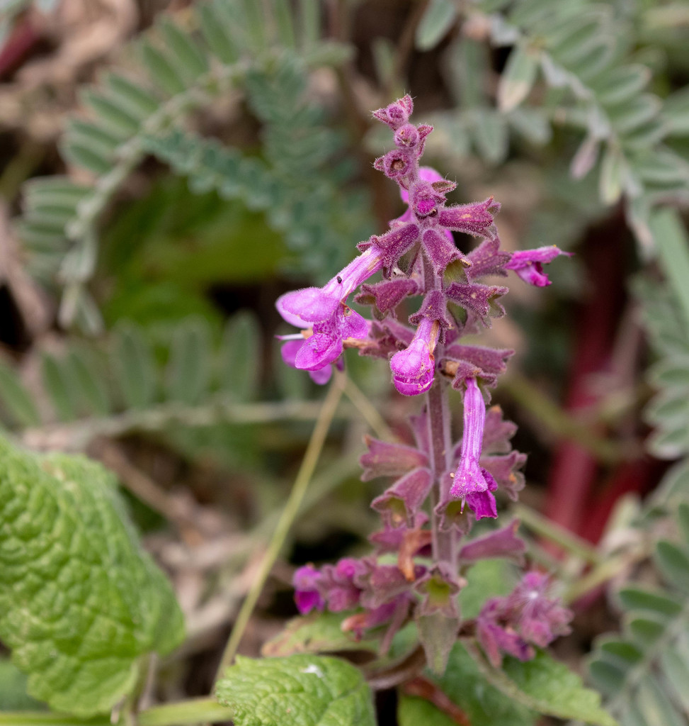 Coastal Hedge-nettle from Pescadero Marsh Natural Preserve, San Mateo ...