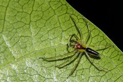 Lyssomanes antillanus