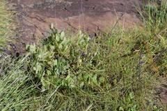 Equilabium petiolare