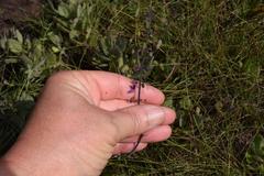 Equilabium petiolare