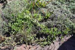 Equilabium petiolare