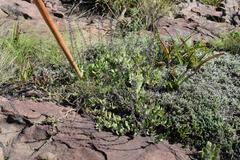 Equilabium petiolare